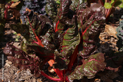 Rainbow Chard