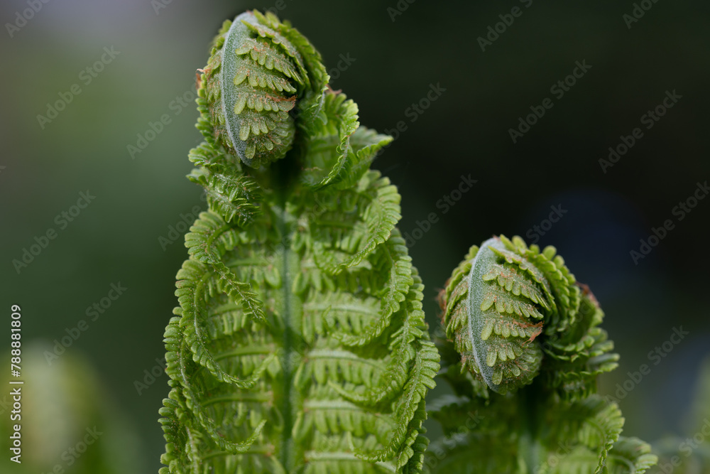 Close-up of young fern. The leaves are curling up and are photographed from the front. Soft light in the background. Close-up of young fern. The leaves are curling up and are photographed from the front. Soft light in the background.