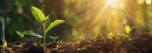close up of small green plants sprouting from the soil with sunlight shining on them from the blurry background, enviromental care concept, world environment day panorama banner with bokeh effect