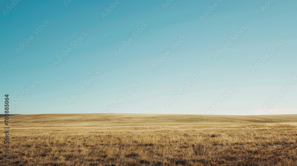 Clear blue sky over vast golden fields in minimalist landscape for panoramic backgrounds