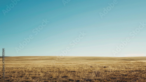 Clear blue sky over vast golden fields in minimalist landscape for panoramic backgrounds