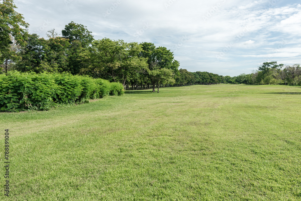Obraz premium Beautiful landscape in park with green grass field