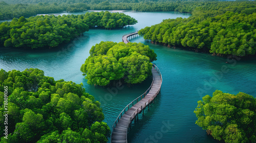 Aerial view green mangrove trees, wooden bridge, and seawater
 photo