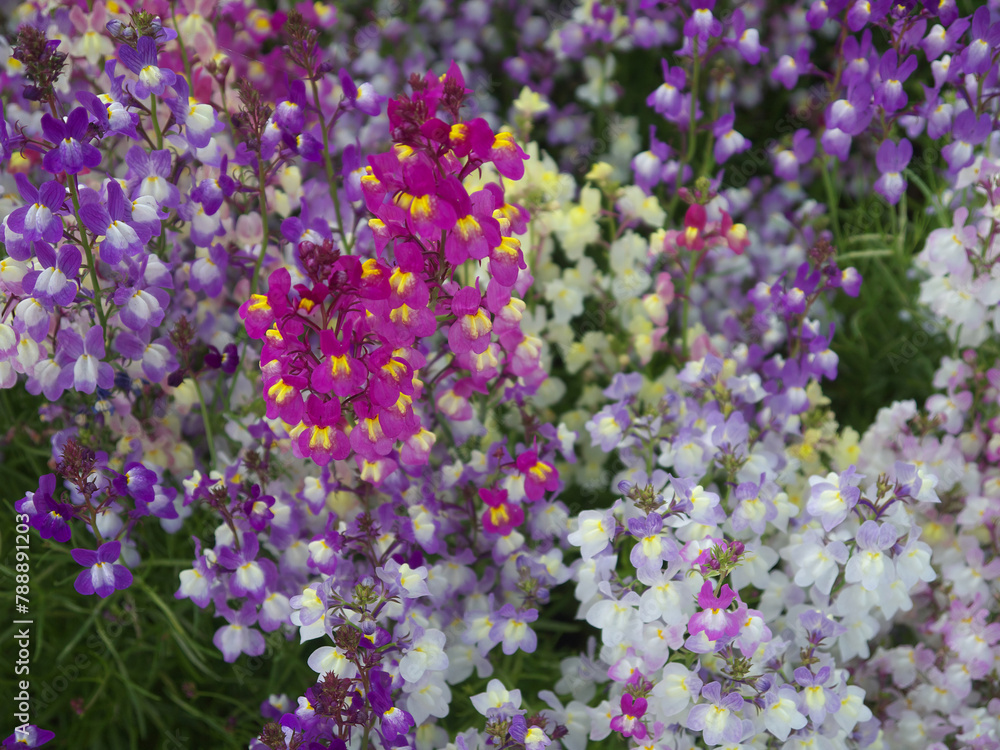 Fototapeta premium Full frame natural background of blooming clovenlip toadflax or Linaria bipartita mixed color flowers