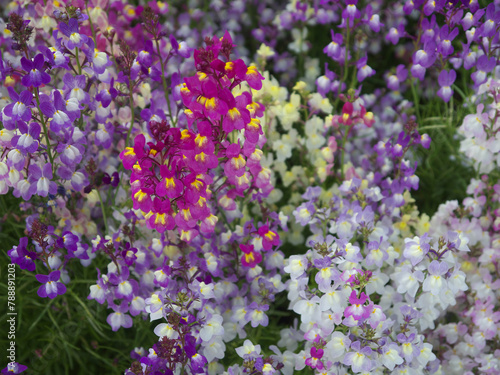 Full frame natural background of blooming clovenlip toadflax or Linaria bipartita mixed color flowers photo