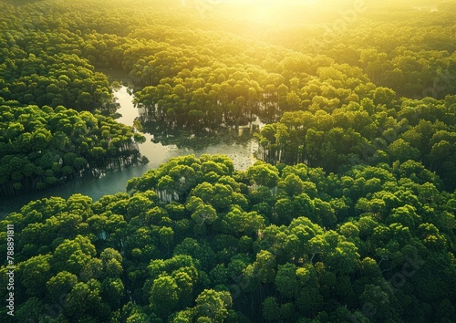 An aerial view of a mangrove forest in the sea presents a wetland and healthy environment for bird life, symbolizing global environmental protection, with green trees on a swamp background.