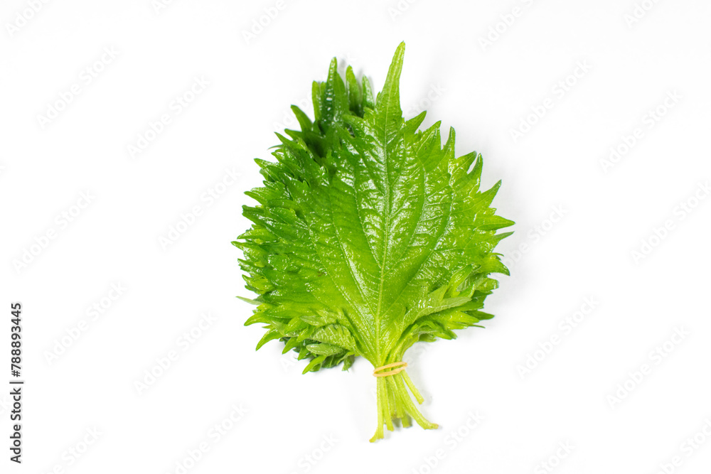 Fototapeta premium 白い背景で撮影したシソ