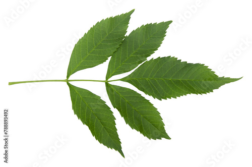 Fresh green leaf of yellow trumpetbush with vein details on transparency background