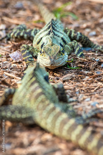Australian Water Dragons fighting over food and territory.
