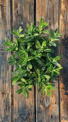 A lush rosemary plant growing in the garden, with its distinctive green leaves and silver tones, set against an outdoor backdrop of wooden walls, captured from above by Iphone camera. 
