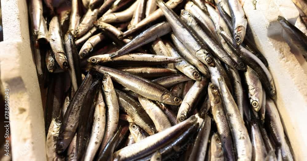 Display of plentiful pile of fresh anchovies with silvery sheen Display of plentiful pile of fresh anchovies with silvery sheen