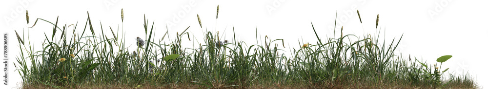 Obraz premium Wild grass field, flowers and meadow in nature, Tropical forest isolated on transparent background - PNG file, 3D rendering for create and design
