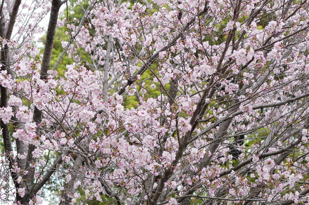 Tokyo, Japan - April 02, 2024 : Travelling to Japan is so amazing and love the city Tokyo, Japan - April 02, 2024 : Travelling to Japan is so amazing and love the city