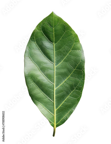 Laurel leaf isolated on transparent background