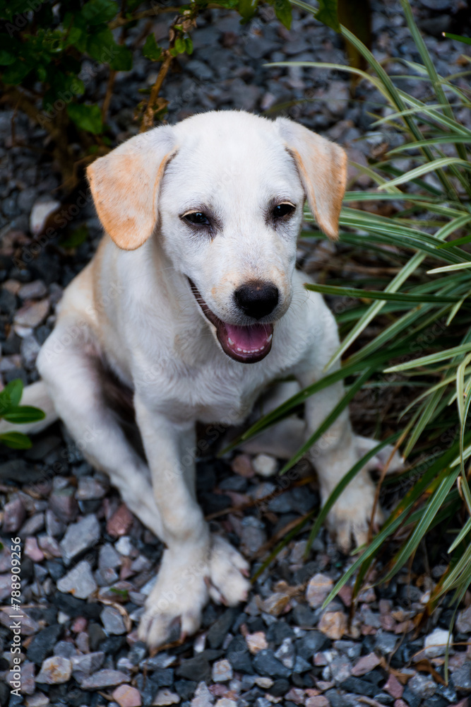A brown puppy, cute dog smiling, mixed Labrador A brown puppy, cute dog smiling, mixed Labrador