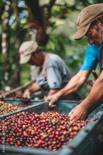 Coffee Farmers Sorting Freshly Harvested Coffee Beans, Meticulously Selecting Only the Highest Quality Beans for Processing, Generative AI