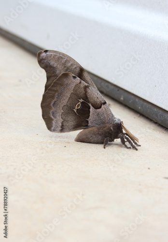 Polyphemus moth near warehouse in early spring. Rural East Texas