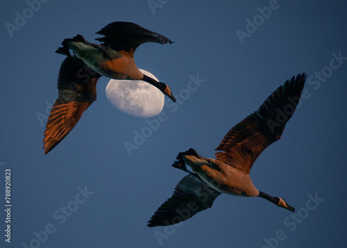 Two Canada Geese with Crescent Moon at Sunset