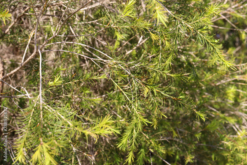 fine foliage on shrub in australian bushland fine foliage on shrub in australian bushland
