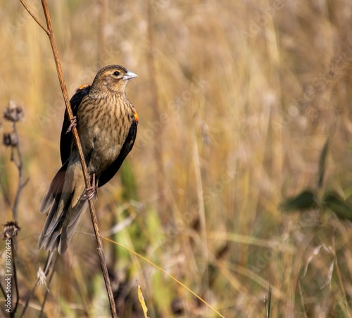 South African birds - male long-tailed widowbird