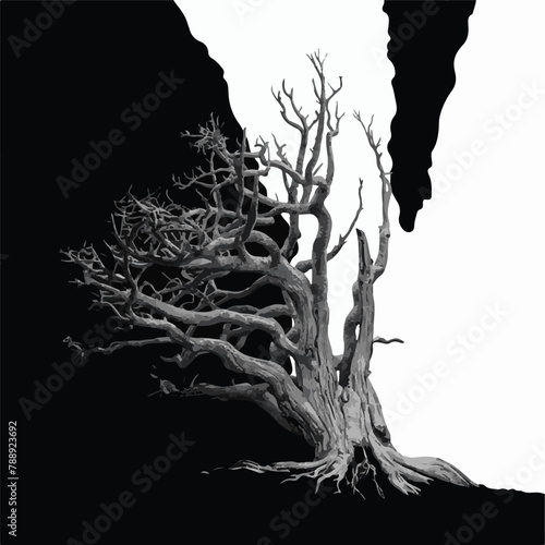 Black silhouette of  Bristlecone Pine Tree photo