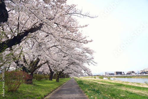 Cherry blossoms bloom along the riverside In spring at Kitakami tenshochi Park in Iwate Prefecture. Japan.