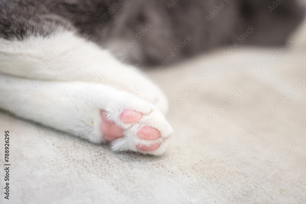 Fototapeta premium Closeup shot of the cat's paws