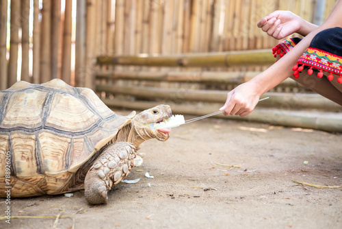 close-up of girl feeding giant turtles photo