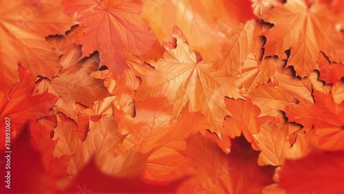 Maple Leaf Fall. Red maple leaves falling from top to bottom. Looped video.