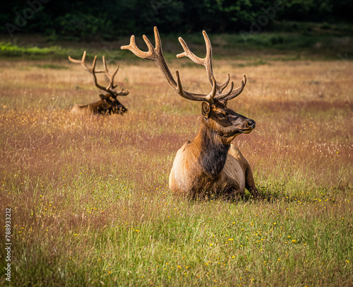 Mighty Elk