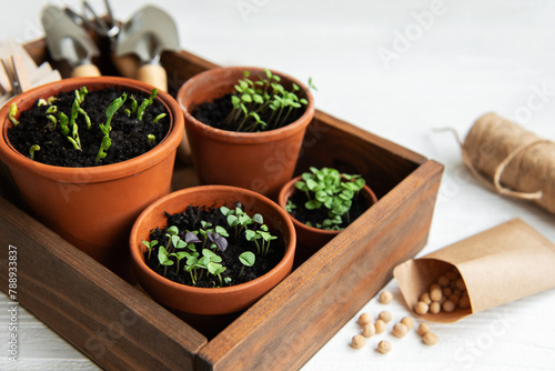 Pots with various vegetables seedlings.