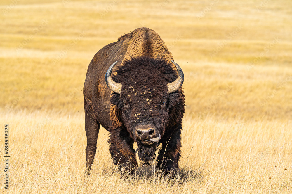 Obraz premium Bufalo Lick