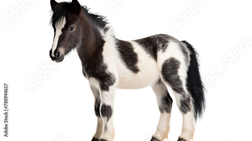 A realistic standing baby horse with black and white spots on a white background
