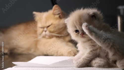 Lovely Persian kitten raising its paw. photo