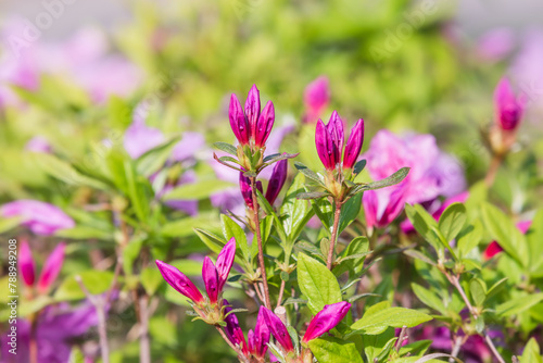 Korean azalea buds seen in spring. warm sunshine - False rosebay, Rhododendron yedoense, poukhanense photo