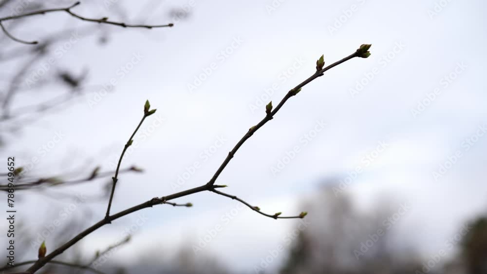 Budding trees. Tree buds. Tree branches covered with buds. Tree care. Early spring, selective focus. Budding trees. Tree buds. Tree branches covered with buds. Tree care. Early spring, selective focus.
