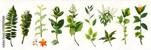 Illustrated Educational Guide for Identification of Harmful Poisonous Plants