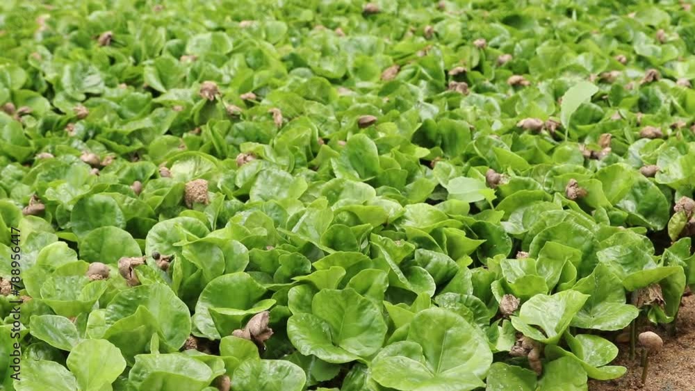 Coffee plant seedlings growing in a fertilized soil in a nursery with blur background Coffee plant seedlings growing in a fertilized soil in a nursery with blur background