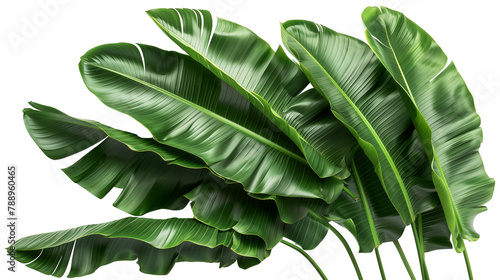Beautiful Green leaves of banana leaves plants isolated on white background.