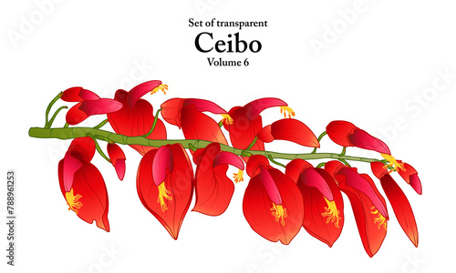 A series of isolated flower in cute hand drawn style. Ceibo in vivid colors on transparent background. Drawing of floral elements for coloring book or fragrance design. Volume 6.