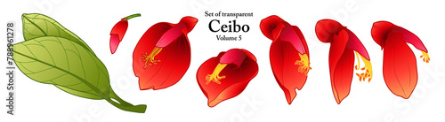 A series of isolated flower in cute hand drawn style. Ceibo in vivid colors on transparent background. Drawing of floral elements for coloring book or fragrance design. Volume 5. photo