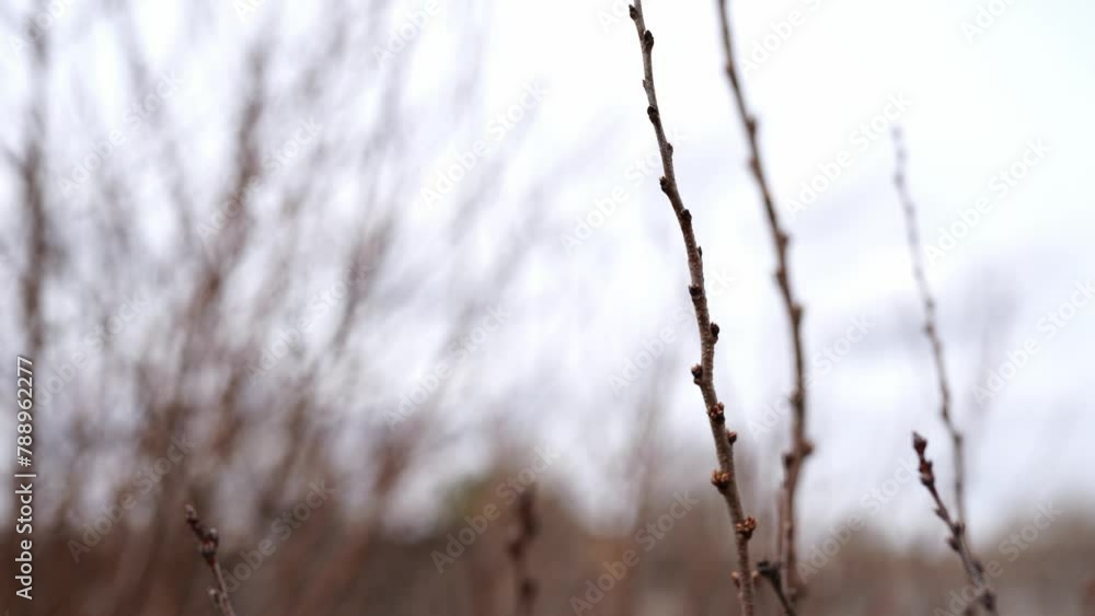 Budding trees. Tree buds. Tree branches covered with buds. Tree care. Early spring, selective focus. Budding trees. Tree buds. Tree branches covered with buds. Tree care. Early spring, selective focus.