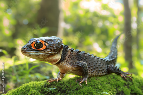 Red-Eyed Crocodile Skink (Tribolonotus gracilis), animal closeup