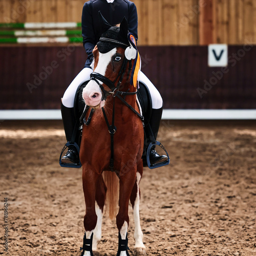 Horse pony with fisheye dressage winner during the award ceremony with a golden ribbon, portraits from the front.