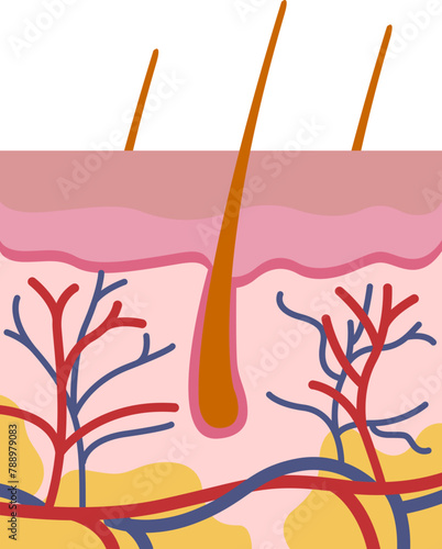 Skin Layer Pigmentation