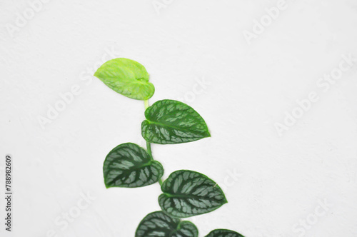 Monstera DUBIA or Satin Pothos, Silk Pothos or Silver hilodendron or Scindapsus pictus Hassk or Argyreus or Araceae