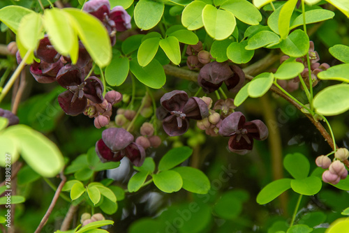 Akebia quinata flower. Garden vine dark bud
