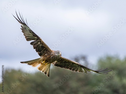 Red Kite in flight across the sky in Wales