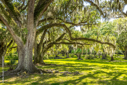 Old life oak trees with hanging spanish moss, southern living