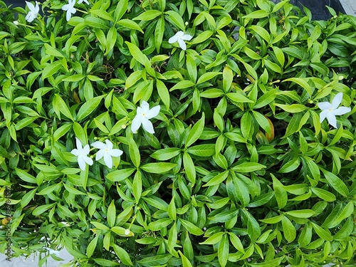 Pudpitchaya or coral swirl, scientific name Wrightia antidysenterica. Ornamental plants with green buds, white blooms, popularly planted in the garden. White flowers with petals resembling windmills.
 photo